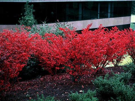 Euonymus Alatus Compacta Plants Plant Information Euonymus Alatus