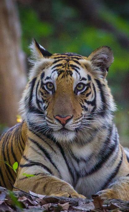 Experience Tiger Country Pugdundee Safaris
