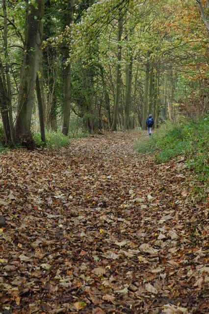 Autumn Stroll Through Lidcombe Wood Philip Halling Cc By Sa 2 0