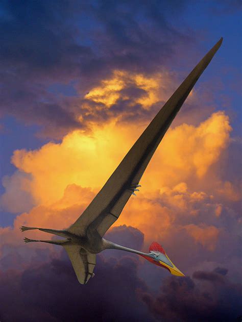 Bestandquetzalcoatlus Northropi 01 Wikipedia