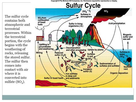 Sulphur Cycle Ppt