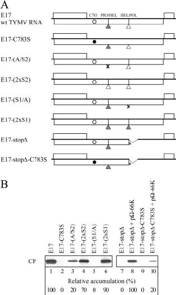 Effects Of Cleavage Site Mutations On RNA Synthesis Arabidopsis