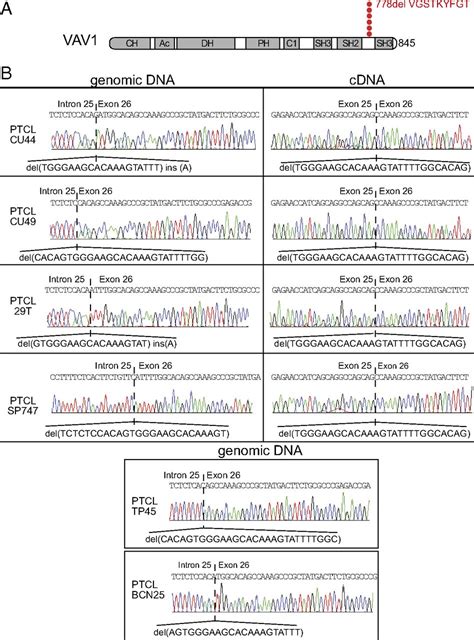 Activating Mutations And Translocations In The Guanine Exchange Factor