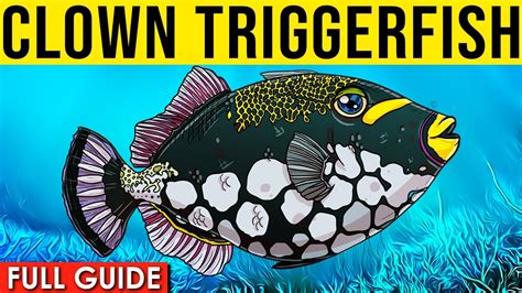 Clown Triggerfish Info And Care How To Care For Clown Triggerfish