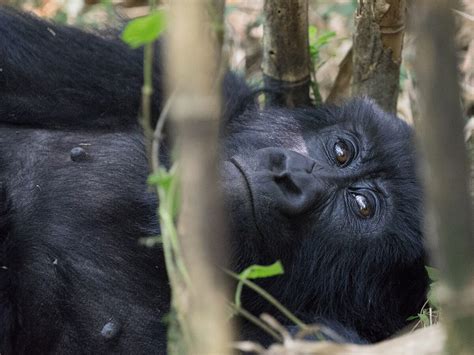 What To Do Before Gorilla Tracking Trek Africa Expeditions