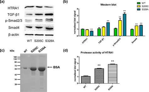 Impact Of Hightemperature Requirement Serine Protease A1 Gene HTRA1