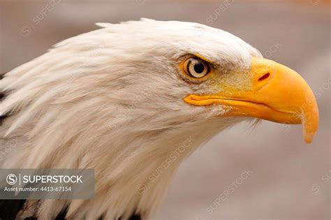 Portrait of Bald Eagle Alaska USA - SuperStock