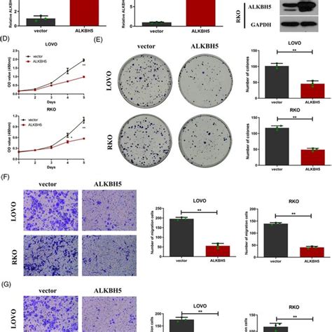 Knockdown Of Alkb Homologue Alkbh Enhanced Proliferation