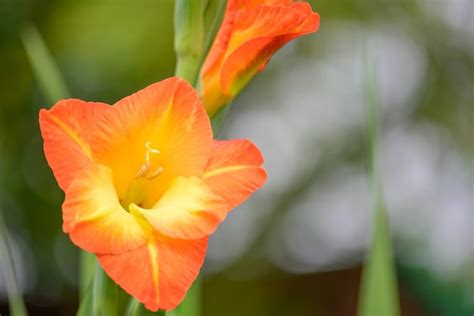 Beautiful orange gladiolus flowers | Premium Photo