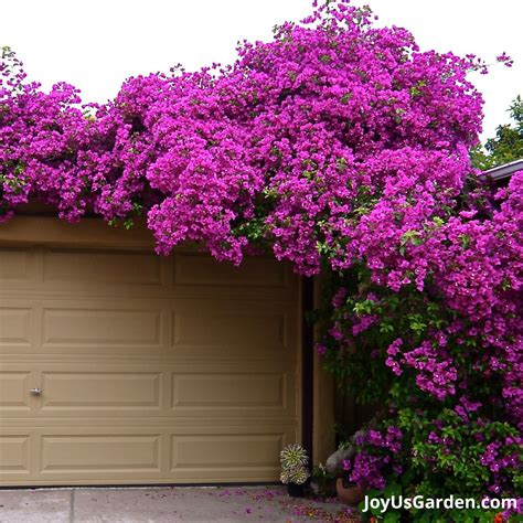 Bougainvillea Leaves Problems Yours May Have Causes