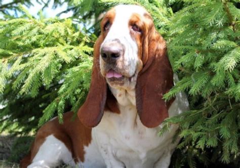 Pros And Cons Of Owning A Basset Hound