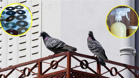 7 astuces pour éloigner les pigeons du balcon Comment Conserver