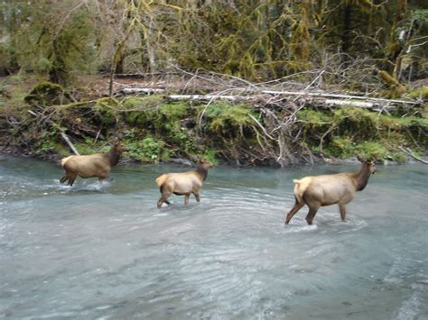 Roosevelt Elk In The Hoh Rainforest At Olympic National Pa World