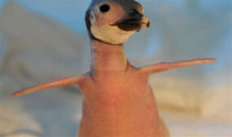 Saved Bald Penguin That Was Given The Cold Shoulder World News