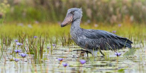 Day Uganda Birding Safari Discovery Journeys