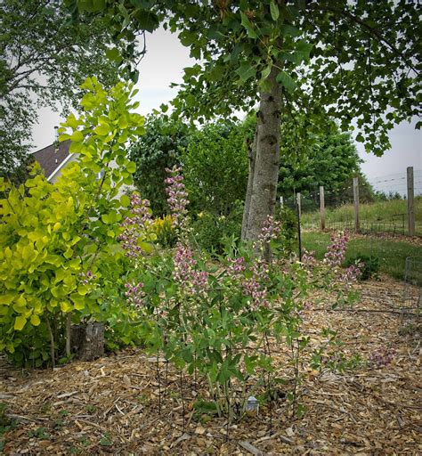 Baptisia Plum Rosy W Baptisia F Baptisia Plum Ros Flickr