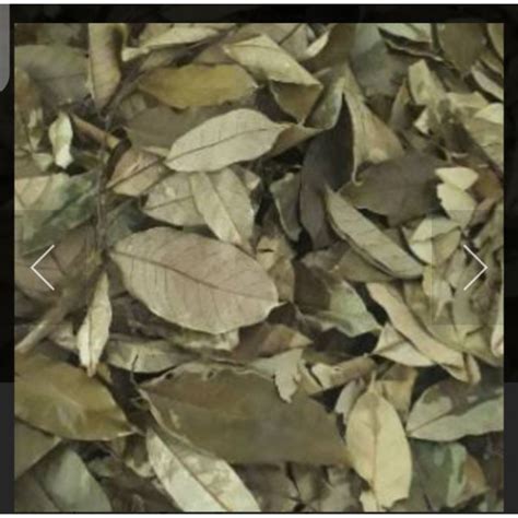 Jual Daun Pala Kering Gram Shopee Indonesia