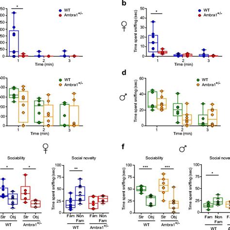 Female Ambra1 − Mice Show Reduced Numbers Of Hippocampal Pv Download Scientific Diagram