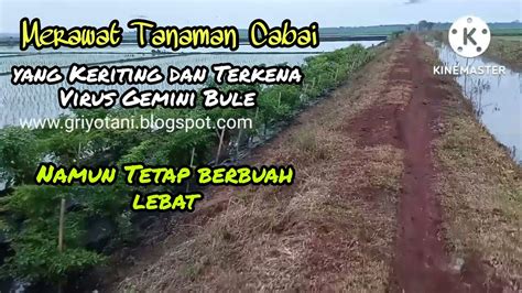 Cabai Keriting Dan Bule Gemini Namun Tetap Berbuah Lebat Youtube