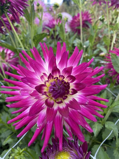 Ac Chopaka Soaring Heart Dahlias