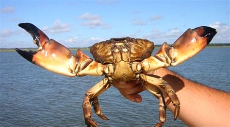 The Best Of The Best Florida Stone Crabs Visit Natural North Florida