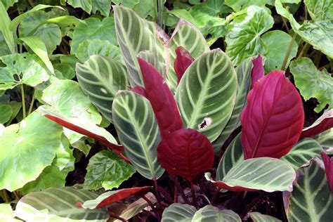 Calathea care