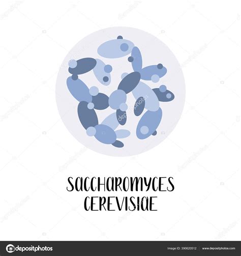 Saccharomyces Cerevisiae Levadura Baker Utiliza Para Vinificaci N