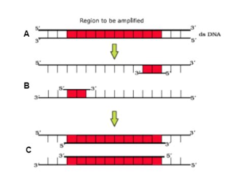 Polymerase Chain Reaction Diagram