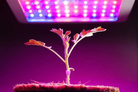 Trucos Para Cultivar Plantas Con Luz Artificial Florpedia