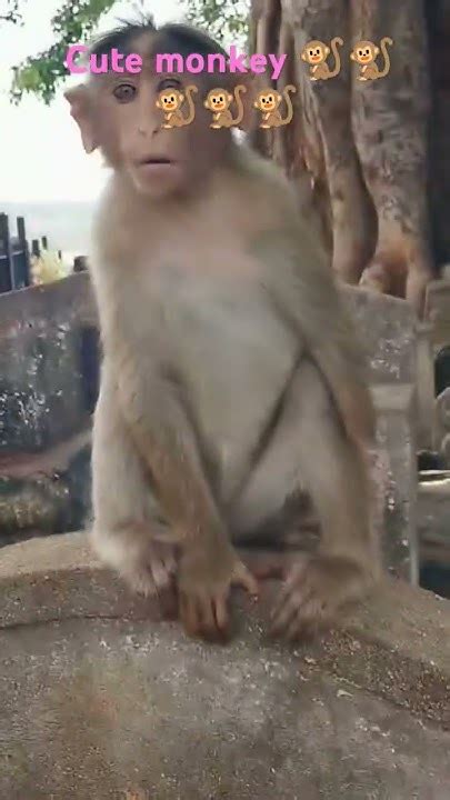 Shorts Cute Monkey 🐒🐒🐒🐒🐒🐒🐒🐒🐒🐒🐒🐒 Youtube