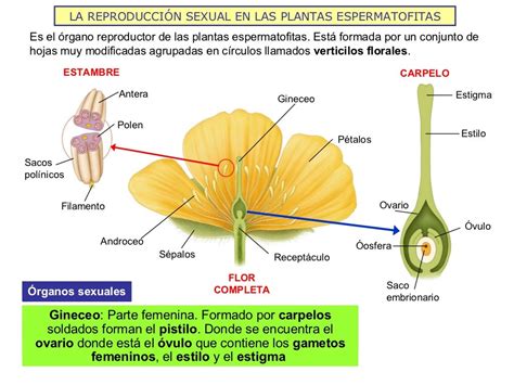 La Reproducción Sexual En Plantas Espermatofitas 2009 10