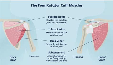 Rotator Cuff Injuries | Move Osteopathy