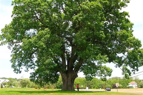 18 Native Oak Trees In Georgia Pictures And Identification Regional