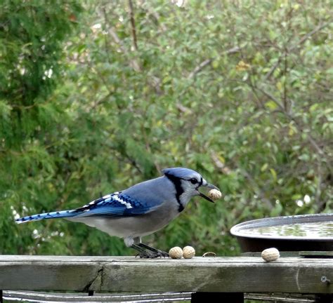 Blue Jay and peanuts - Birds and Blooms