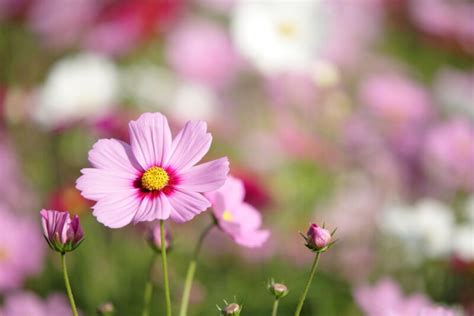 Best destinations to see Cosmos in Japan - fromJapan