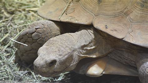 Giant Tortoise Aldabrachelys Free Photo On Pixabay Pixabay