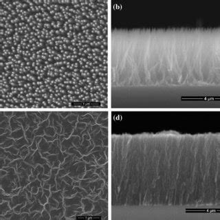 Top View And Cross Section SEM Images Of The Carbonic Material