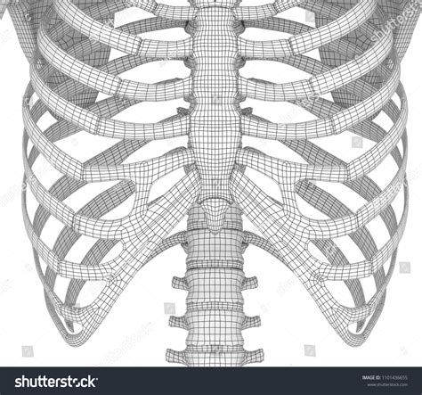 Human Skeleton Breast Chest D Render Stock Illustration