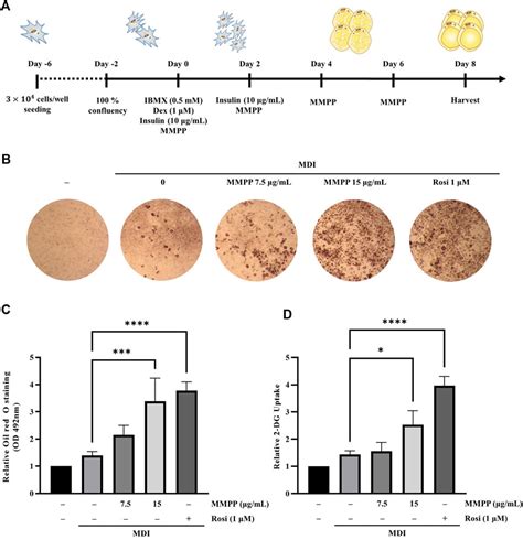 Frontiers MMPP Promotes Adipogenesis And Glucose Uptake Via Binding