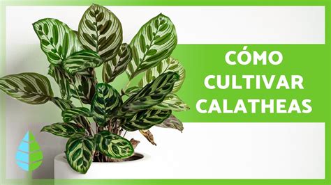 CUIDADOS de las CALATHEAS Riego Ubicación Sustrato y Temperatura