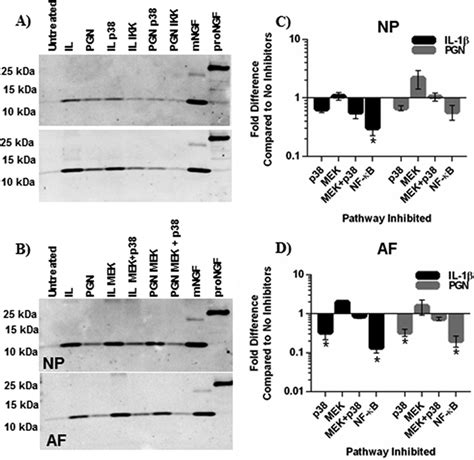 Ngf Secretion After P Erk And Nf B Inhibition Small Molecule