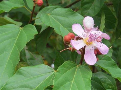 Achiote Plantas Comunes En Medellín · Naturalista Colombia