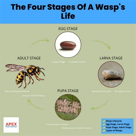 Life Cycle Of Wasps Apex Pest Control