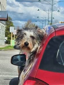 Giant Schnoodle Puppies for Sale - Perfect Schnoodles WA