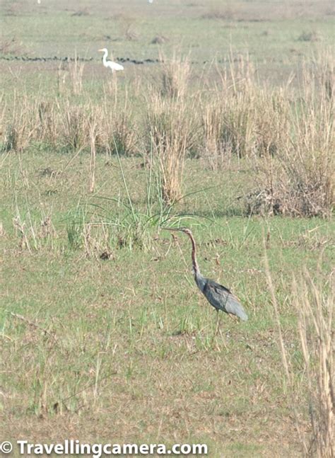 Herons and Egrets at Keoladeo National Park || Waterbirds and Waders at Bharatpur