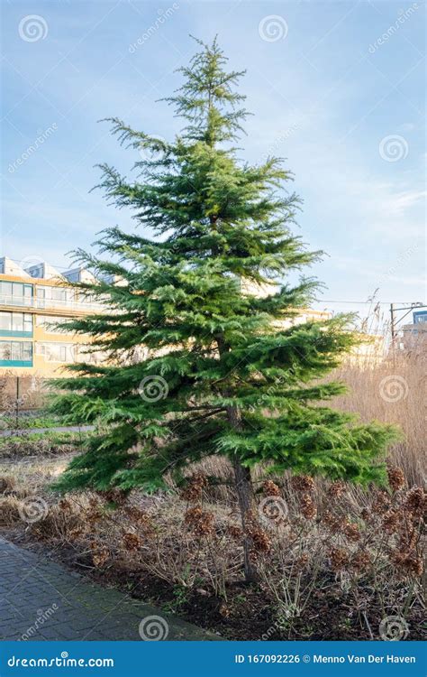 Beautiful Cedrus Deodara Deodar Cedar Tree In A Park Stock Photo