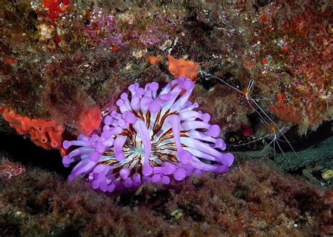 The many colors of the sea anemone - ScubaSur Scuba Diving Gran Canaria