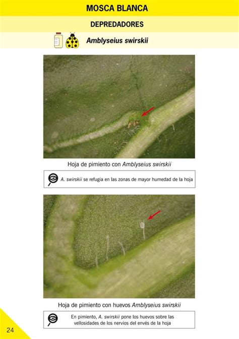 Guía Ilustrada De Plagas Y Enemigos Naturales En Invernaderos Pdf