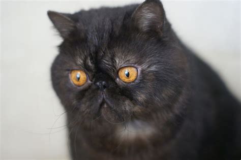 Коты Экзоты Фото И Цена — Картинки