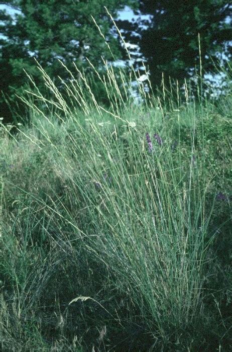 Bluebunch Wheatgrass Okanagan Xeriscape Association